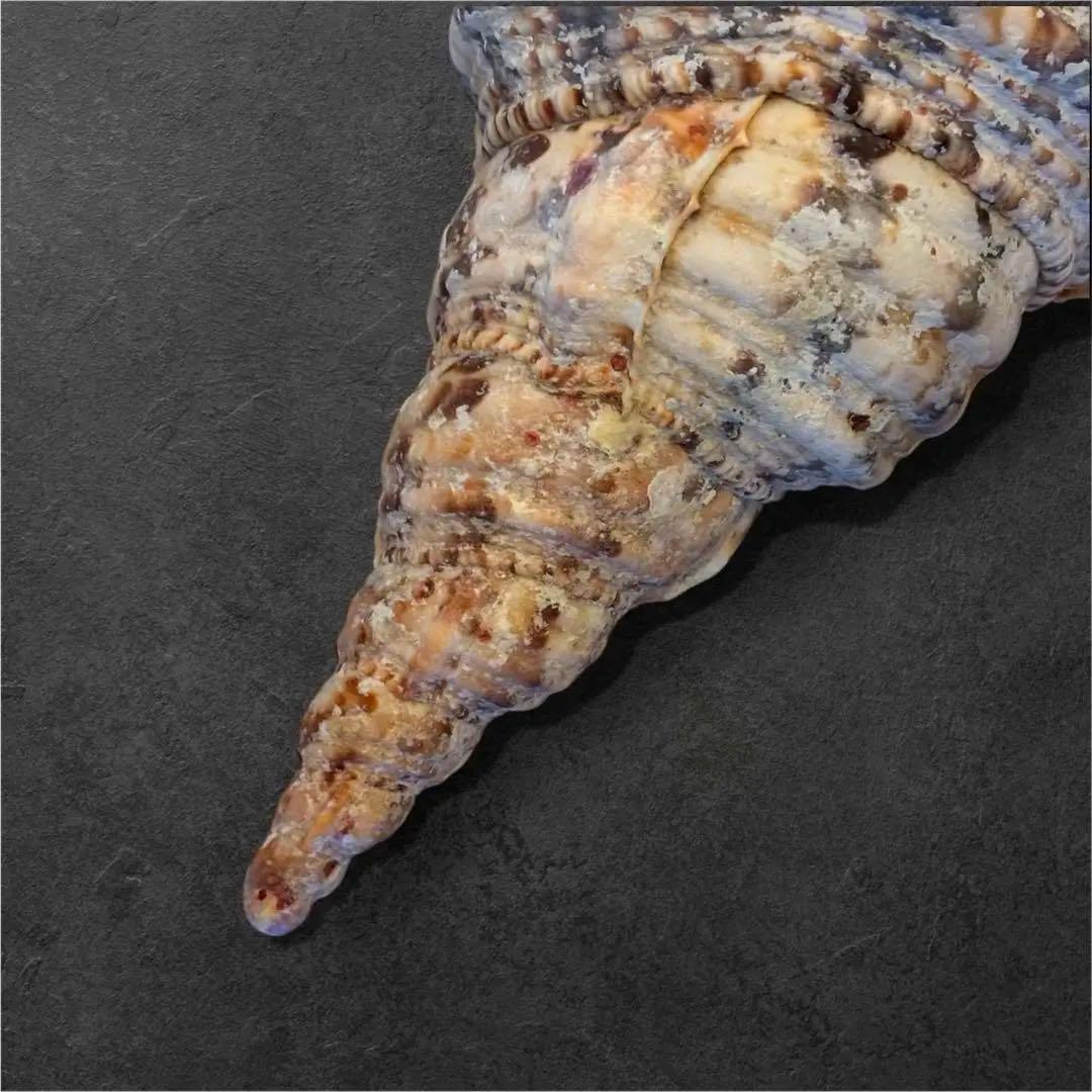 【特大35cm】天然 法螺貝 美品 希少サイズ / 魔除け　縁起物　インテリア