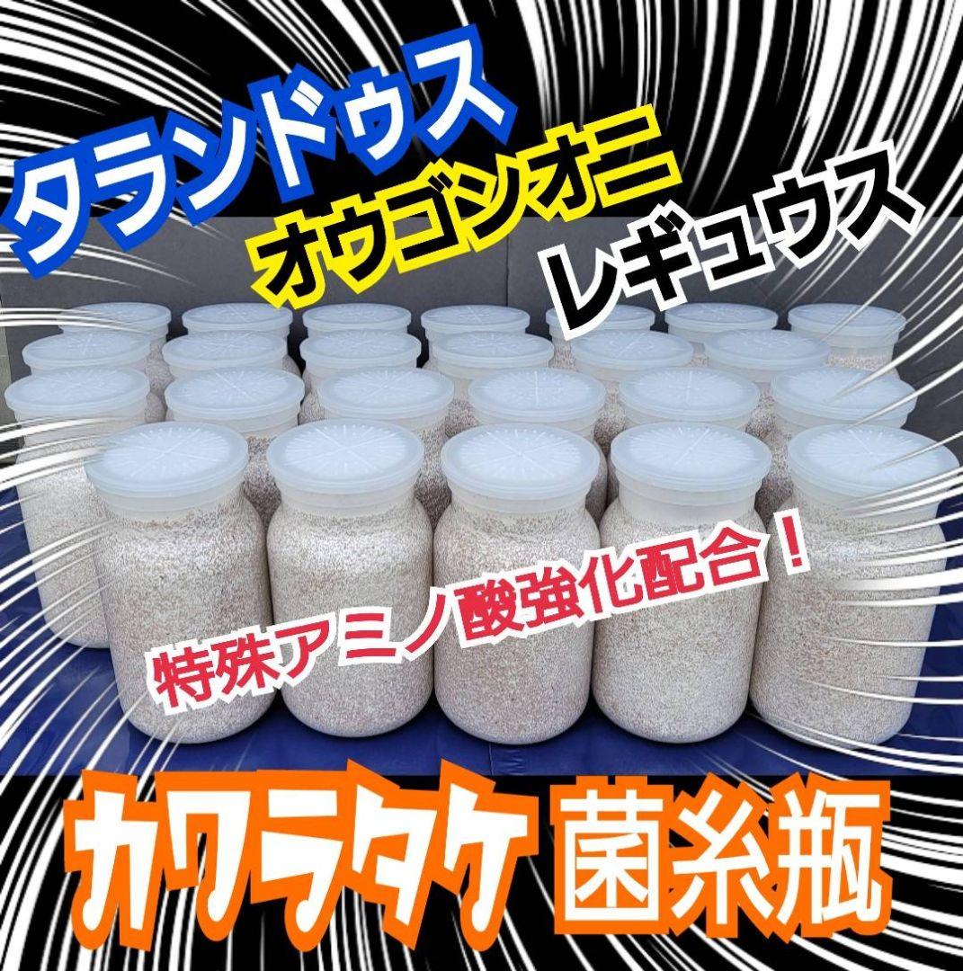 極上！カワラタケ菌糸瓶【8本】特殊アミノ酸強化配合！タランドゥス、オウゴンオニに