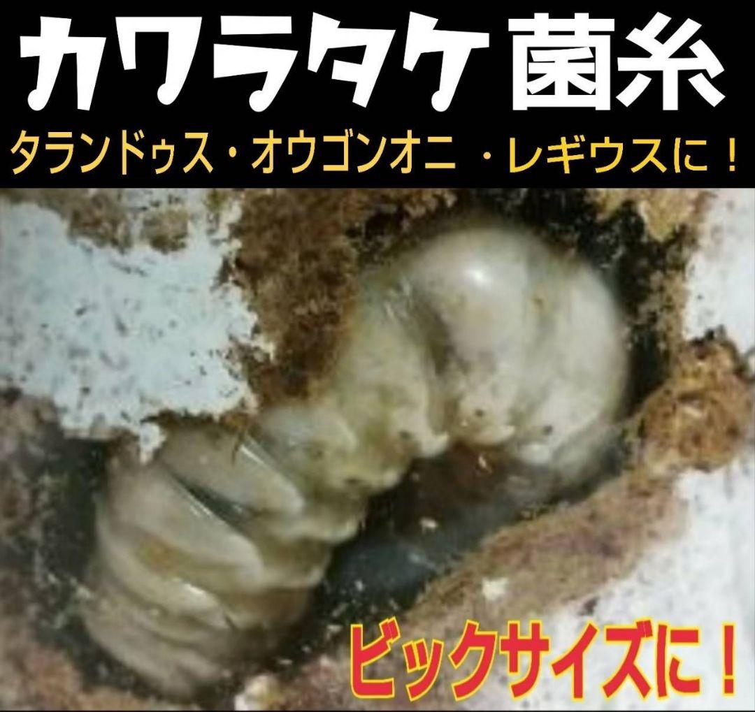 極上！カワラタケ菌糸瓶【8本】特殊アミノ酸強化配合！タランドゥス、オウゴンオニに