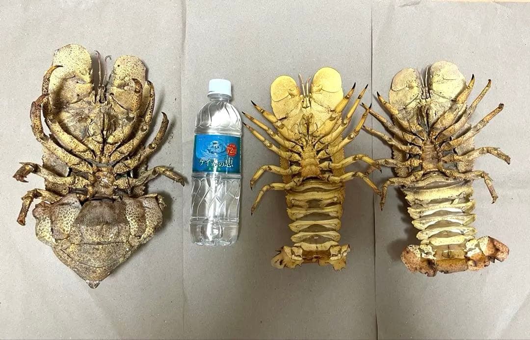 希少コブセミエビ2体とセミエビ剥製